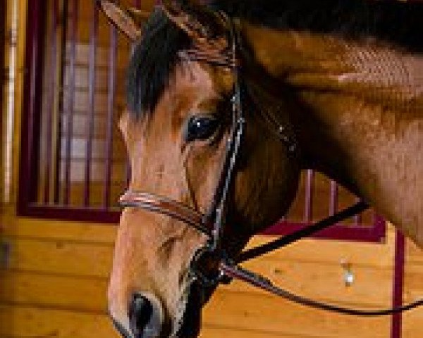 horse Libertin du Reverdy (Selle Français, 1999, from Eyken des Fontenis)
