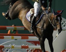 stallion Kingly du Reverdy (Selle Français, 1998, from Adelfos)