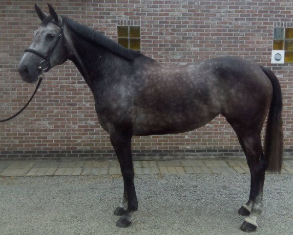 jumper Nonstop's Lady Million (Belgian Warmblood, 2010, from Nonstop)