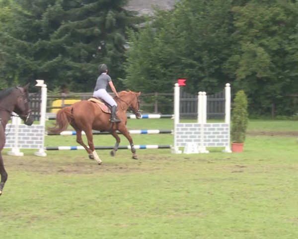 Reitturnier Langenthal 2019