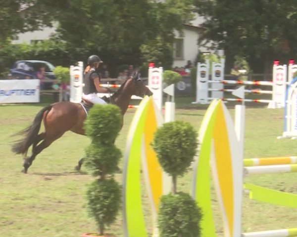 Reitturnier Langenthal 2019