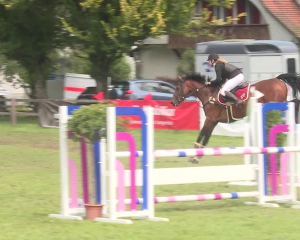 Reitturnier Langenthal 2019