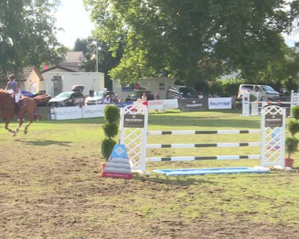 Reitturnier Langenthal 2019