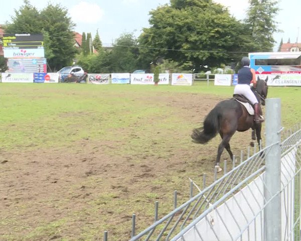 Reitturnier Langenthal 2019