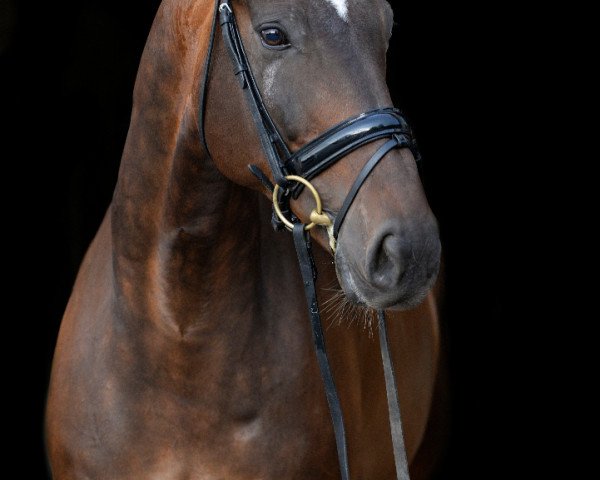 dressage horse Aron 297 (KWPN (Royal Dutch Sporthorse), 2005, from Elcaro)
