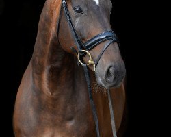 dressage horse Aron 297 (KWPN (Royal Dutch Sporthorse), 2005, from Elcaro)