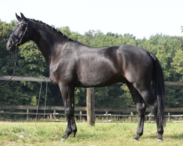 Dressurpferd Fandango 252 (Russisches Warmblut, 2003)