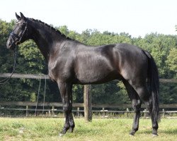 dressage horse Fandango 252 (Russian Warmblood, 2003)