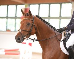 jumper Lascaré (Oldenburg, 2009, from Lancado)