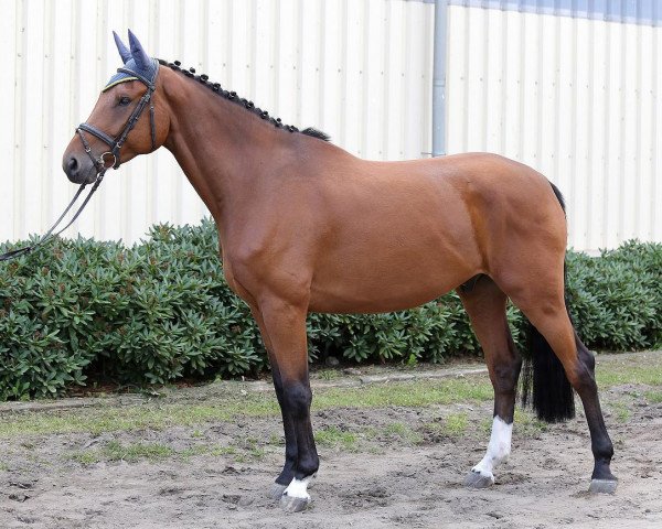 jumper Ciacoro FS (German Warmblood, 2011, from Ciacomo)