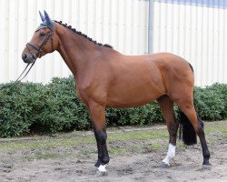 jumper Ciacoro FS (German Warmblood, 2011, from Ciacomo)