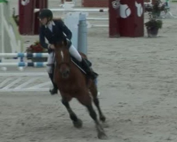horse Jovial du Reverdy (Selle Français, 1997, from Narcos II)