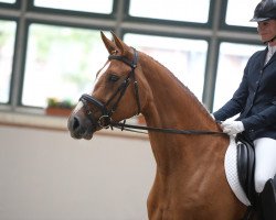 dressage horse Sorina 12 (Mecklenburg, 2011, from Sancisco)