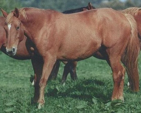 broodmare Tulipe de la Lande (Selle Français, 1985, from Grand Veneur)