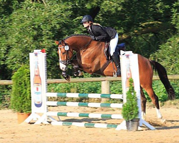 Springpferd Chapeaux 2 (Holsteiner, 2011, von Catoki) Springpferd Chapeaux 2 (Holsteiner, 2011, von Catoki)