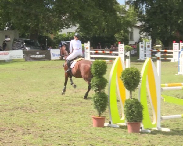 Reitturnier Langenthal 2019