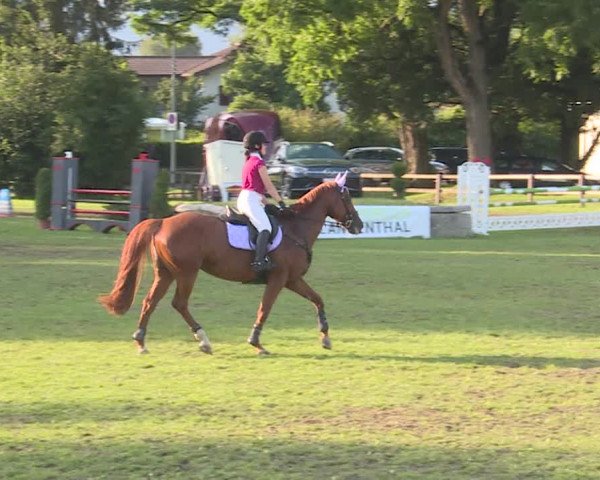 Reitturnier Langenthal 2019