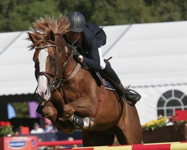 stallion Godsend du Reverdy (Selle Français, 1994, from Quidam de Revel)