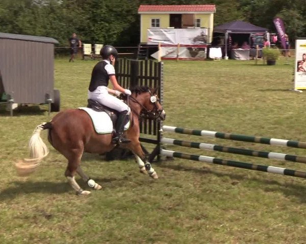 Reitturnier Sollerup 2019