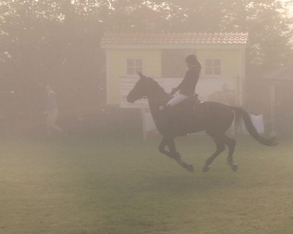 Reitturnier Sollerup 2019