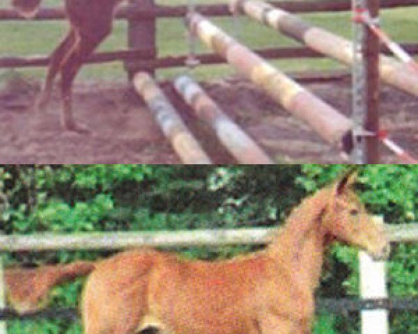 Fattrice Pia Blue (Oldenburger Cavallo da salto, 2009, di Chacco-Blue)
