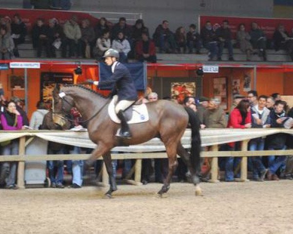 Pferd Obdam du Reverdy (Selle Français, 2002, von Quidam de Revel)