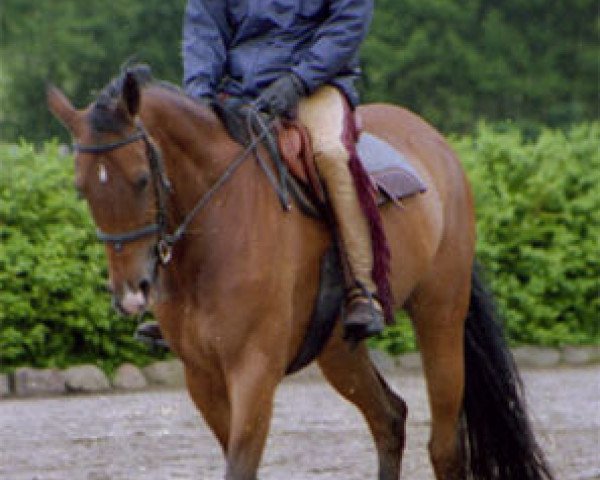 Zuchtstute Helvetii (Selle Français, 1995, von Oberon du Moulin)