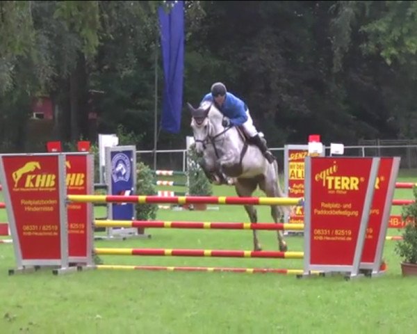 Zuchtstute Gloria FH (Bayer, 2010, von Baloussini)