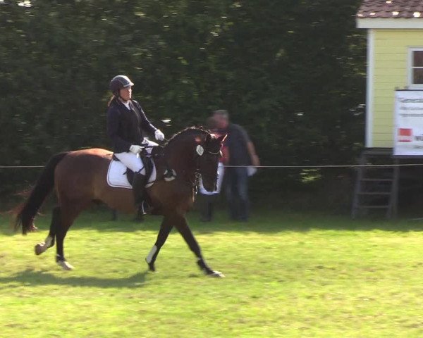 Reitturnier Sollerup 2019