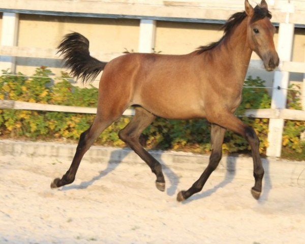 horse Emisora III (Pura Raza Espanola (PRE), 2016, from Peladilla IV)