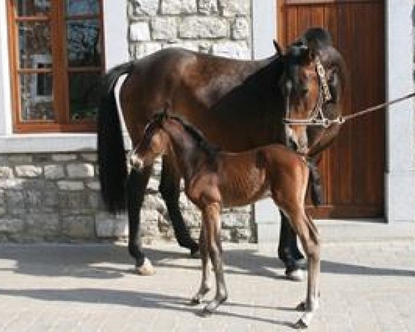 Zuchtstute Ziggy Gp du Bois Madame (Holsteiner, 2007, von Cassus 2)