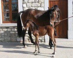 Zuchtstute Ziggy Gp du Bois Madame (Holsteiner, 2007, von Cassus 2)