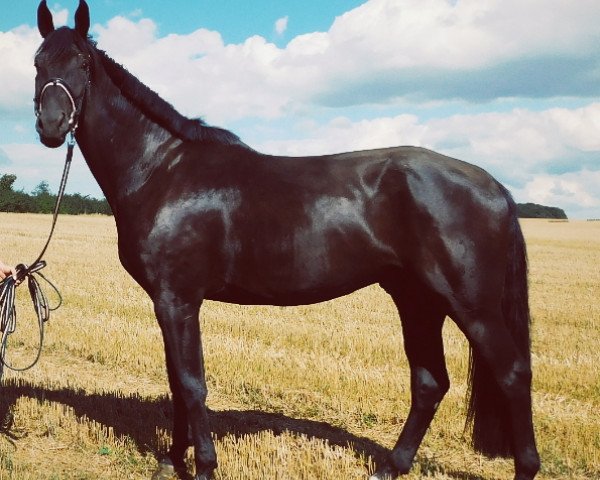 horse Danell 3 (Hanoverian, 2012, from Danone 4)