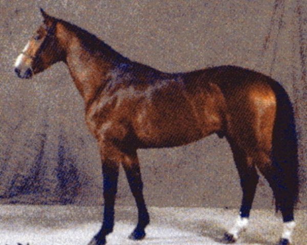 Pferd Rocker de Vains (Selle Français, 2005, von Allegreto)