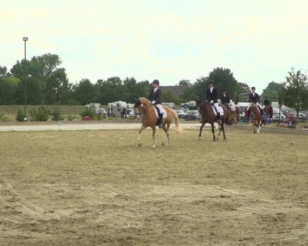 Reitturnier Neuss-Uedesheim 2019