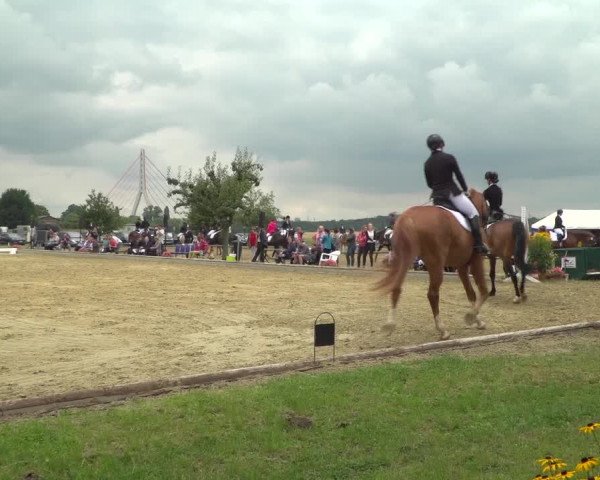 Reitturnier Neuss-Uedesheim 2019