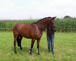 Springpferd Hugo V.d.w. (KWPN (Niederländisches Warmblut), 2012, von Numero Uno)