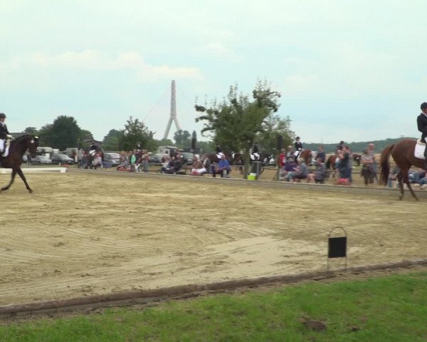 Reitturnier Neuss-Uedesheim 2019