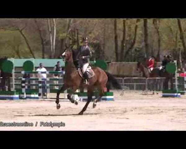 jumper Lalbatros de Cartigny (Selle Français, 1999, from Germino d'Elle)
