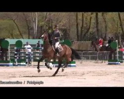 jumper Lalbatros de Cartigny (Selle Français, 1999, from Germino d'Elle)