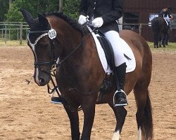 broodmare Inspired Alisarah ox (Arabian purebred, 2010, from Dubai Pasha ox)