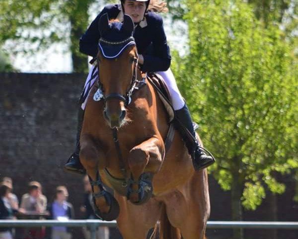 Springpferd Fox 84 (Westfale, 2011, von Fürst Romancier)