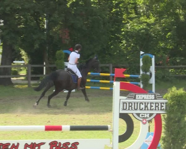 Reitturnier Langenthal 2019