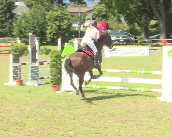Reitturnier Langenthal 2019