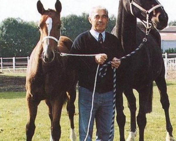 broodmare Gerbe d'Or (Selle Français, 1972, from Starter)