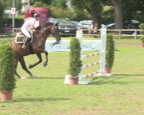Reitturnier Langenthal 2019