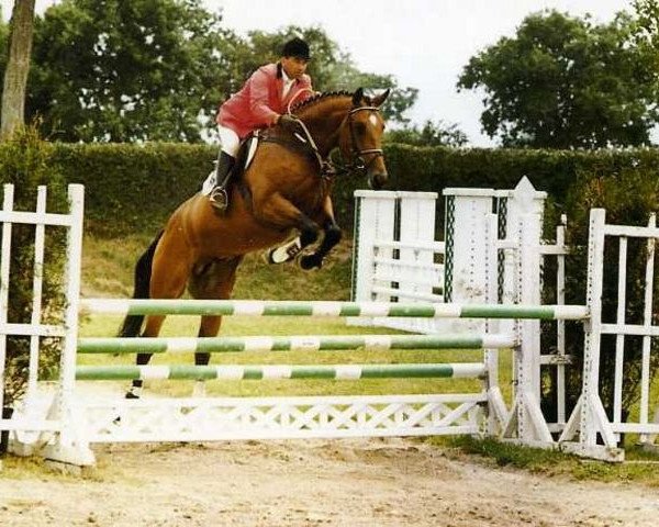 stallion Caloubet du Bois (Selle Français, 1990, from Qredo de Paulstra)