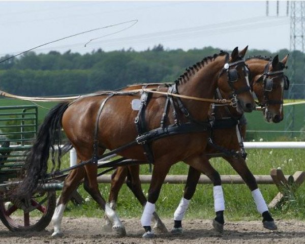 horse Domino (Mecklenburg, 2010, from Donautraum 3)