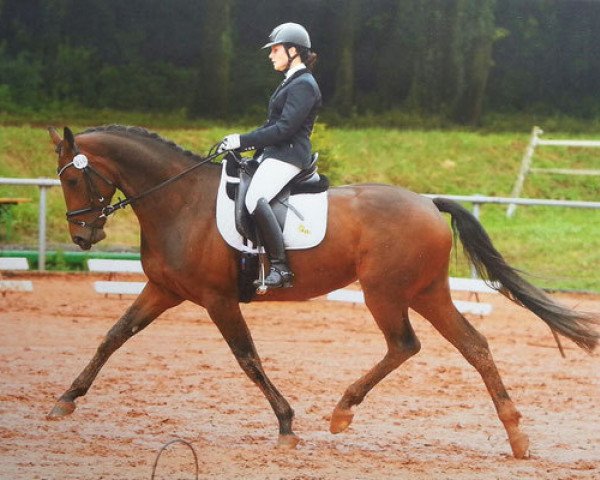 Zuchtstute Biene Maja 18 (Trakehner, 2008, von Perechlest)