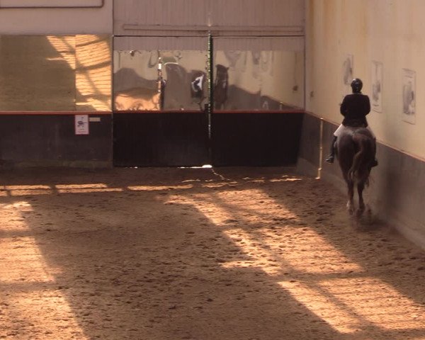 Reitturnier Dallgow 2019